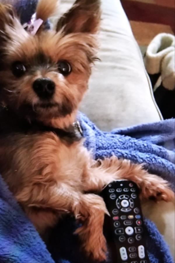 /images/uploads/griffin pond animal shelter/loveyourpet2018/entries/6581thumb.jpg